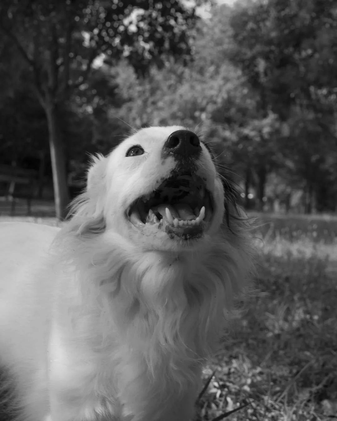 #lucy #love #bau #dog #blackandwhite #blacknwhite (1/1)