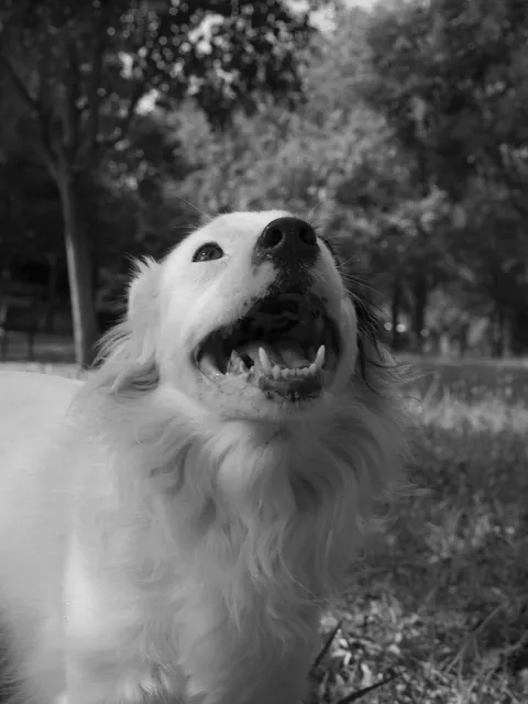 #lucy #love #bau #dog #blackandwhite #blacknwhite