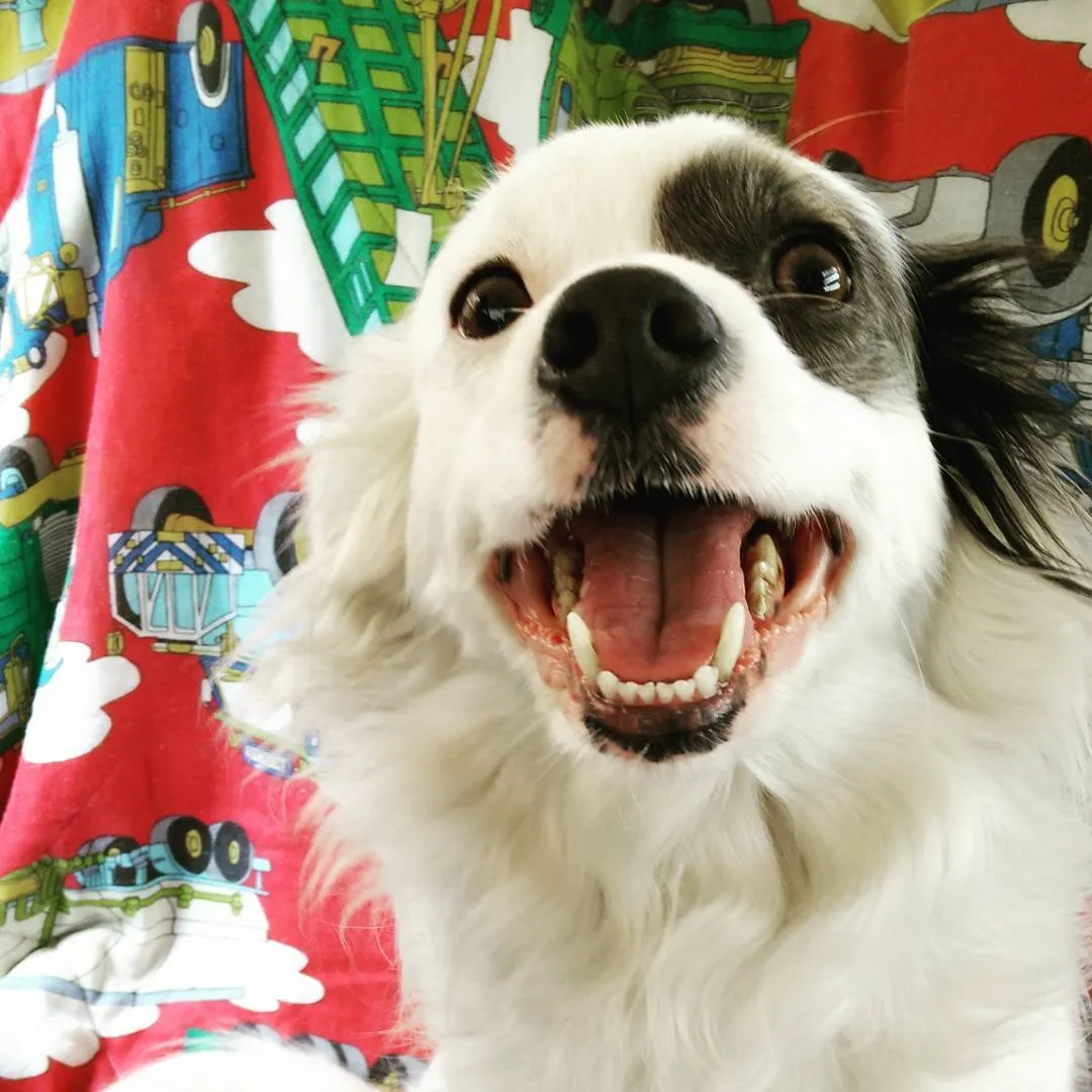 #lucy #dog #manchi (1/1)