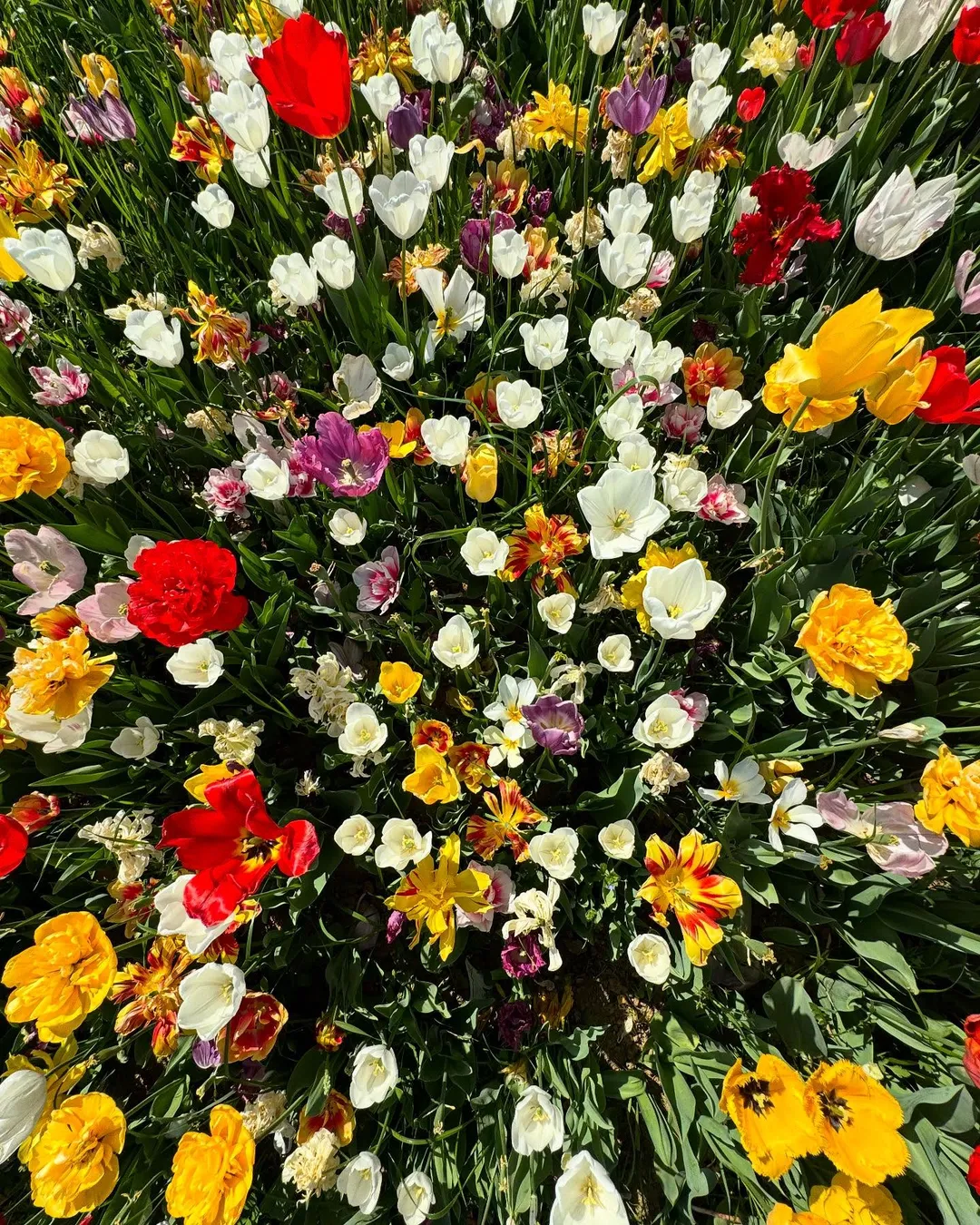 Tulipiamooooo 💐💐💐 (2/4)